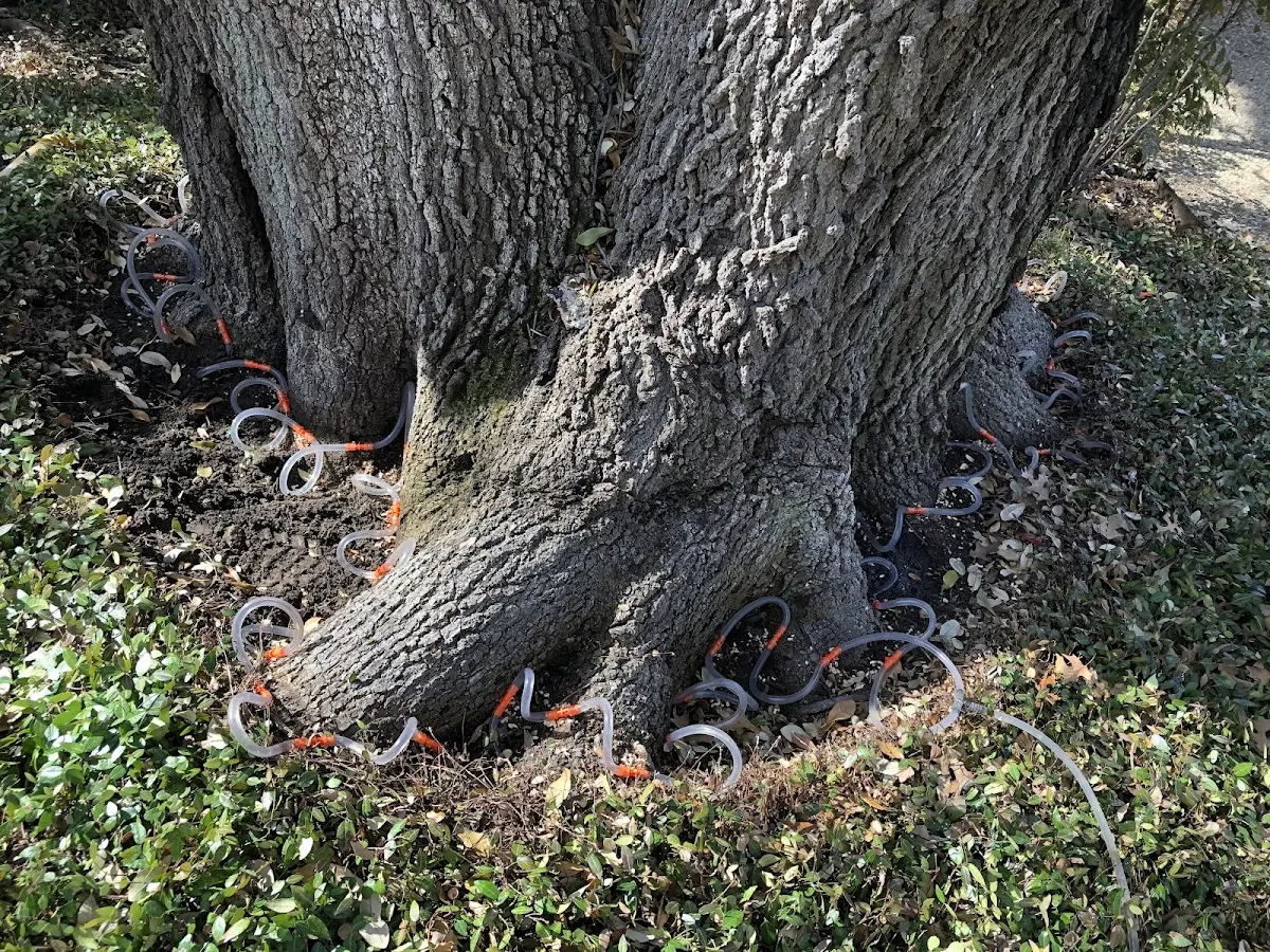 Detailed Tree Cabling and Bracing job site in Michigan