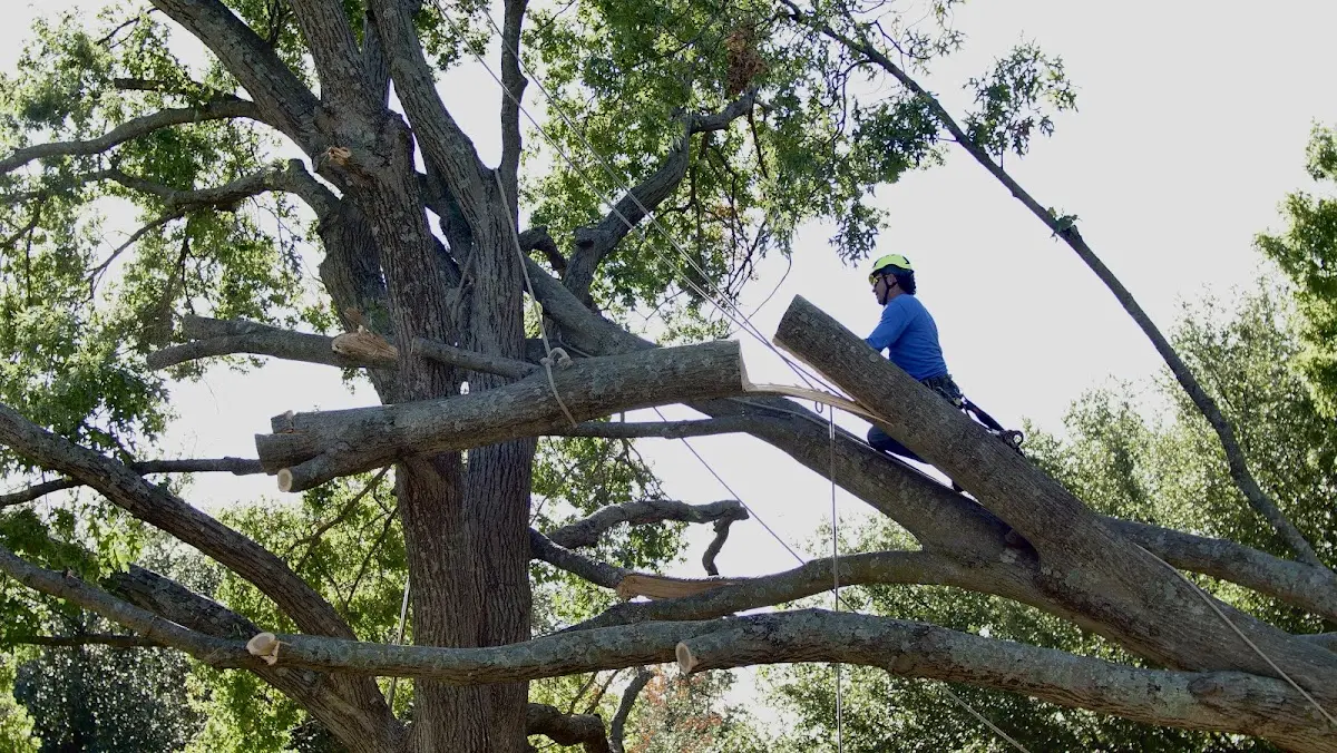 Professional Hazardous Tree Removal performed by certified arborists in Michigan